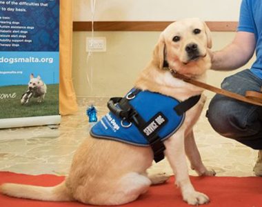 Service Dogs Foundation | Valued working partners and companions
